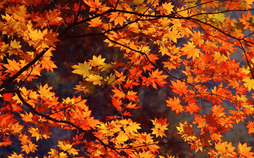 475166 (a): :1440x900